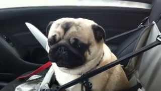 Dog loses it after finding out he's at pet store