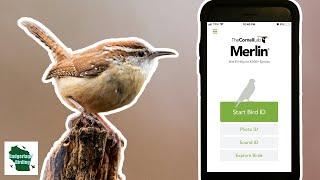 How to use the Merlin Bird ID App (Photo/Call ID): A Beginner's Guide