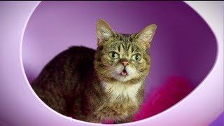 Lil BUB's Visit to Catster HQ - Catster