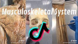 Institute of Human Anatomy TikTok Musculoskeletal Compilation