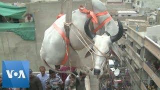 Cattle are Lifted by Crane from Rooftop in Karachi, Pakistan for Eid