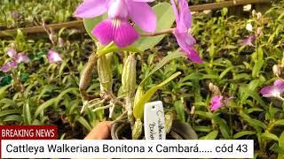 Cattleya Walkeriana Bonitona x Cambará