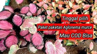 COD bolehh.. Paketan aglonema tinggal pilih menurut selera #tanamanhias