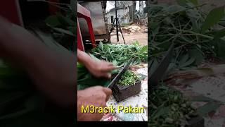 Meracik Pakan Alternatif Ayam Kampung