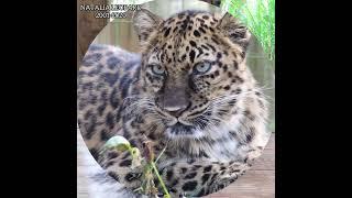 Endangered Amur Leopard