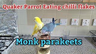 Quaker Parrot Daily Routine | Monk Parakeet Eating Chilli Falkes | Parrot Food