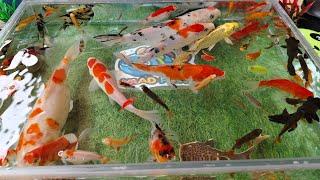 Unboxing Ornamental Fish in Colorful Boxes, Black Goldfish, Large Koi Fish, Betta Fish, Turtles