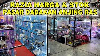 Razia Harga & Stok Pasar Dadakan Jual Anjing Ras - Lippo Mal Puri Jakarta Barat