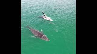 Whale's and Dolphin's Playing Together #australia