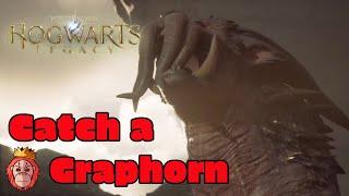 Hogwarts Legacy - How to Catch a Graphorn - Get a Land Mount - Rarest Beast - Lord of the Shore