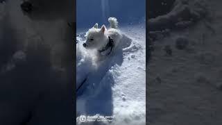 ️ SNOW ADVENTURE  | DWESTIE THE WESTIE