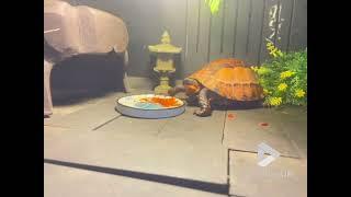 Turtle tantrum - Large turtle throws bowl to express displeasure || Viral Video UK