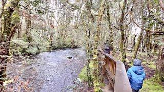 Enchanted Walk FULL Tour REVIEW @ STAY at Peppers Cradle Mountain Lodge Tasmania Australia 