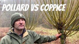 Pollarding vs Coppicing