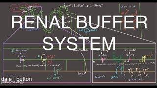 Renal Buffer System - Acid Base Balance