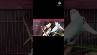 PARROTS #COLOURFUL &CUTE PARROTS #SHORTS#MOJOJOJO REACTION #