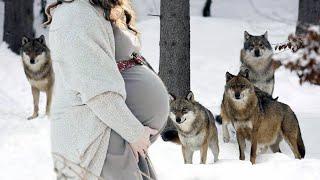 Wolf pack rescued a pregnant woman in a forest in winter. What happened to her shocked everyone!