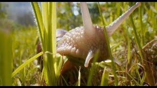 Tiny World (macro short film) | BMPCC 6K | Laowa 24mm Probe Lens