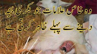 Symptoms shown by Goat Before Parturation| بچہ دینے سے پہلے بکری یہ علامات ظاہر کرتی ہے|Dr Noman Ali