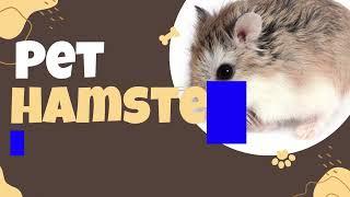 Hamster Haris