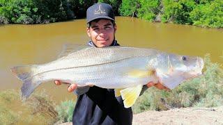 Pesca De Robalos Y Pargos En Estero Pesca y Cocina