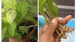 Propagate And Grow Any Syngonium Or Arrowhead Vine Plant Easily