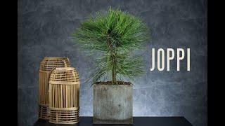 JOPPI - sosna Jeffreya (Pinus jeffreyi 'Joppi') - sosna z długimi igłami