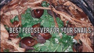 How to feed your snails , best type of feeds for your snail and how to provide calcium for snails.