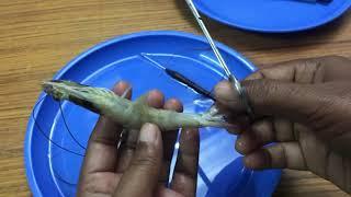 Zoology Practical / Prawn dissection / Appendages of PRAWN / Dissection  /Roopa venkat nature lovers