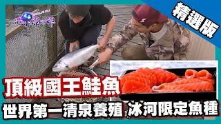 【紐西蘭】鮭魚界「和牛」 冰河限定國王鮭 King Salmon｜《世界第一等》648集精華版 #好家在我在家