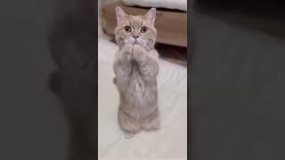 Funny Cat Dance. #shorts #trending #viral #catdance