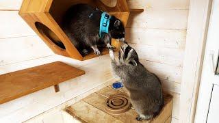 Raccoon Timofey wants to make friends with Gora / Tamed Pikachu