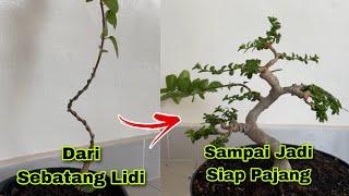 Proses membuat bonsai sancang dari sebatang lidi sampai jadi