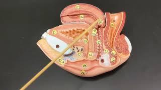 Female Reproductive Anatomy | Review and Practice