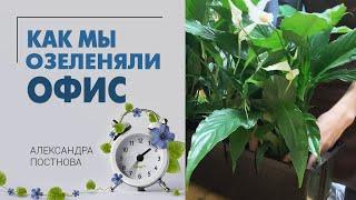 Озеленение офиса - зачем вообще оно нужно и какие растения лучше выбрать для озеленения.