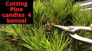 Cutting candles on Radiata pine bonsai - same as Japanese black pine candle cutting