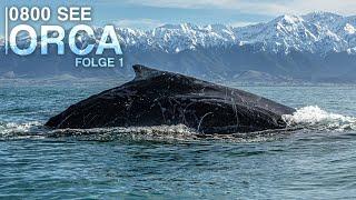 0800 SEE ORCA - The Adventure Of My Life | Episode 1