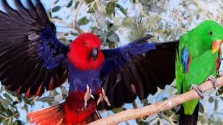 Eclectus parrot sounds