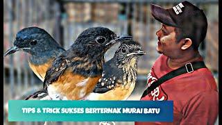 TUTORIAL SUKSES TERNAK MURAI BATU ALA MBRK