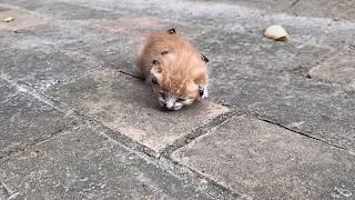 Flies surrounded the abandoned, dying kitten. She weakly cried for help, hoping to be heard.