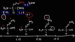 How To Calculate The Isoelectric Point of Amino Acids and Zwitterions