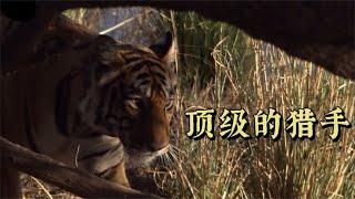 老虎捕食野猪，猎杀野鹿，几乎堪称无敌