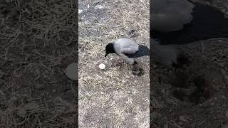 Реакция вороны на камень, похожий на яйцо / When a stone looks too much like an egg #crow