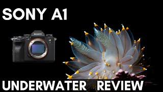 Sony A1 Underwater Photo & Video Review // The ULTIMATE Sony System!