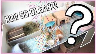 Top Tips for a Spotless Guinea Pig Cage!