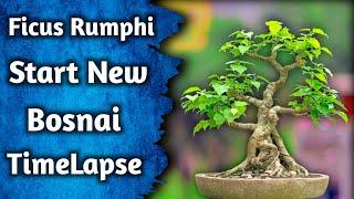 Start New Bonsai Timeline With Ficus Rumphi Cutting