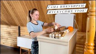 Сезон инкубации в разгаре! Инкубируем мускусных уток и гусей