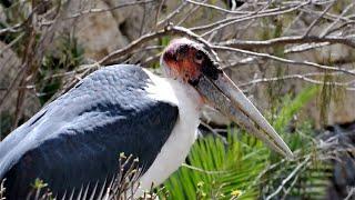 5 Surprising Marabou Stork Fun Facts You Didn't Know