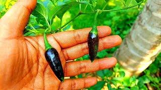 Black Chilli Plant at My House Garden, Kala Mirchi Ke Pedh । Rare Chilli is Black Chilli High Chilli