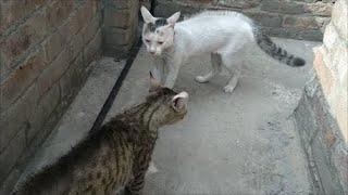 cat fighting |Two very angry male cats fighting brutally (watch with full  sound)